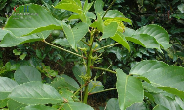 秋枫头是什么科的