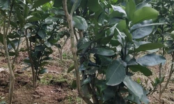 白皮柚子树施什么肥料好