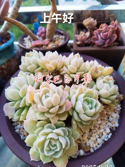 阿尔巴白玉影多肉如何养