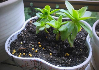 家庭养花用生根粉