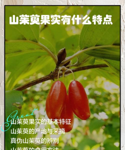 山茱萸果实是什么类型