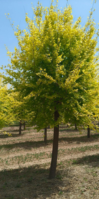 金叶榆前景怎么样