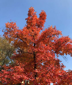 枫香树长得像什么样