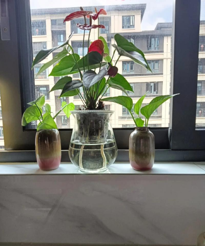 家庭养花用生根粉