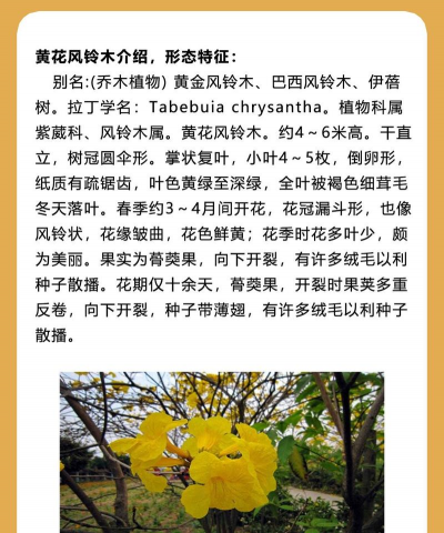 黄花风铃木的学名是什么