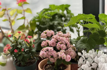 家庭养花用生根粉