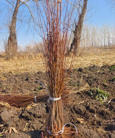 红叶李包芽苗是什么