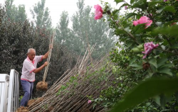 家庭养花用生根粉