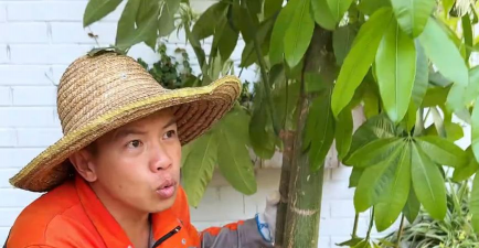 家庭养花用生根粉