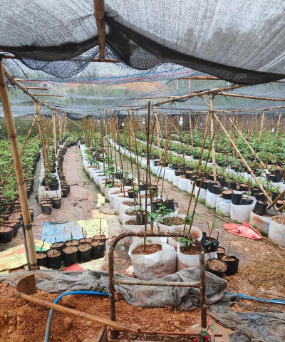 覆盆子种子如何种植