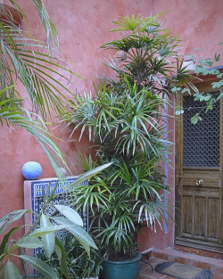 用棕竹怎么摆园景