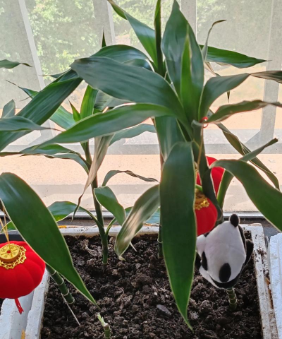 家庭养花用生根粉