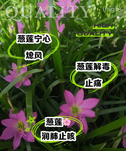 葱莲的药用药怎么使用