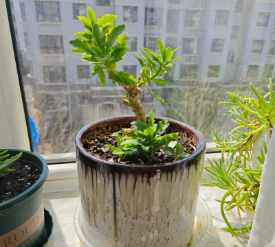 家庭养花用生根粉