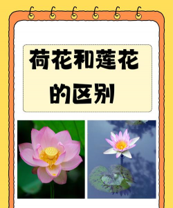 大莲花和小莲花叫什么