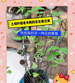 家庭养花用生根粉