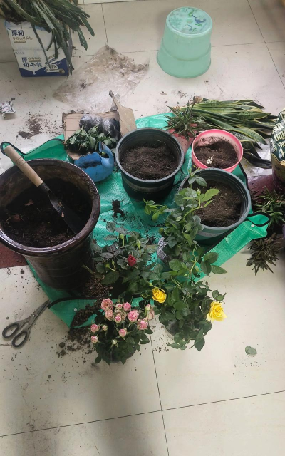 家庭养花用生根粉