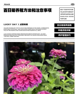 百日菊盆栽如何养