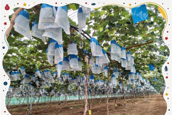 绿化景观设计，提升环境品质，创造宜人空间