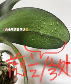 葡萄栽培，掌握关键技术，实现优质丰产