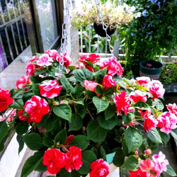 葡萄栽培，掌握关键技术，实现优质丰产