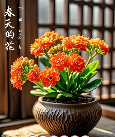 玫瑰花怎么养才不会枯萎，掌握浇水施肥技巧，轻松延长花期