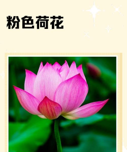 无土栽培技术，突破土壤限制，开启高效种植新篇章