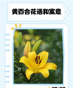 无土栽培技术，突破土壤限制，开启高效种植新篇章