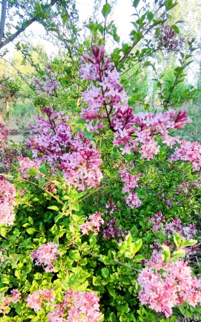 葡萄栽培，掌握关键技术，实现优质丰产