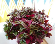 葡萄栽培，掌握关键技术，实现优质丰产