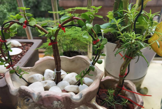 家庭养花用生根粉