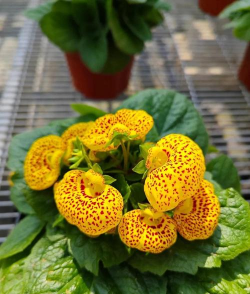 蒲包花要怎么养