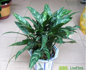 粗肋草黑美人如何扦插