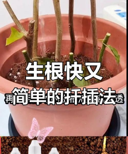 家庭养花用生根粉