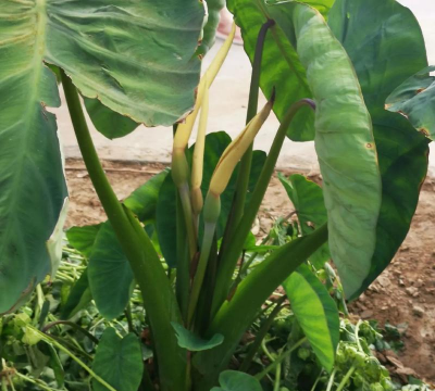 什么时候种芋艿 花r