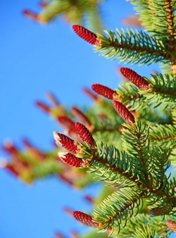 云杉的花是什么样子