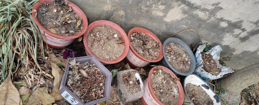 家庭养花用生根粉