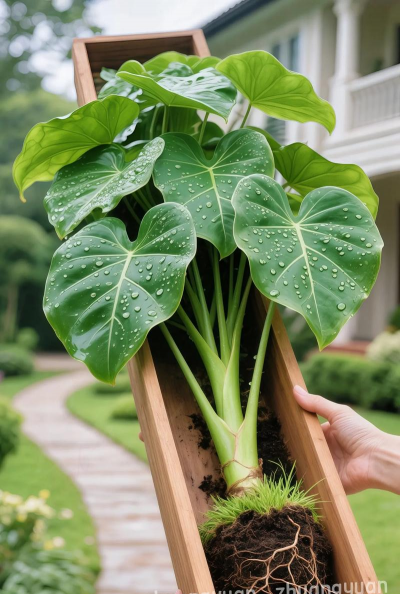 家庭养花用生根粉