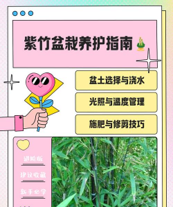 紫竹如何施肥