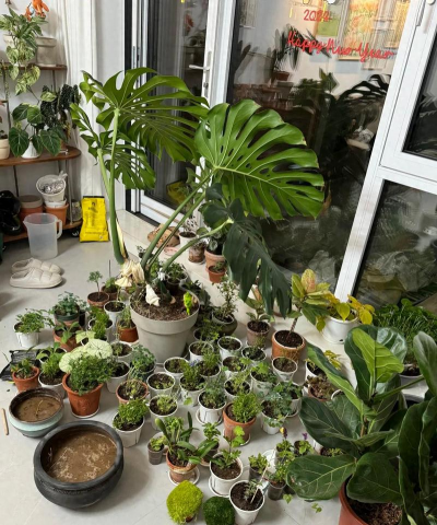 家庭养花用生根粉