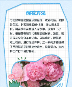 怎么让鲜切芍药开花