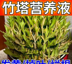 家庭养花用生根粉