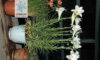 麝香百合怎么处理