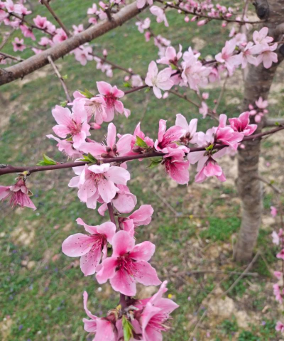 黄桃的花是什么色
