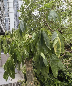 发财树为什么树干脱皮