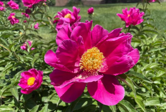 家庭养花用生根粉