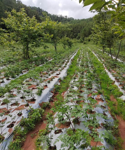 家庭养花用生根粉