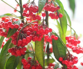 结红色小果是什么盆景