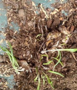 家庭养花用生根粉