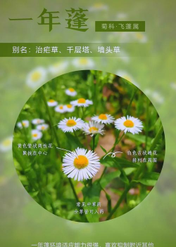 一年蓬如何种植